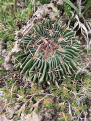 Echinofossulocactus
