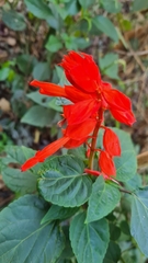Salvia splendens