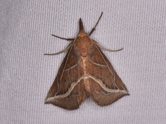 Phyprosopus callitrichoides