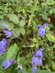 Lobelia