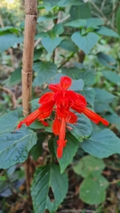 Salvia splendens