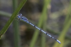 Enallagma doubledayi