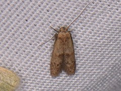 Pigritia