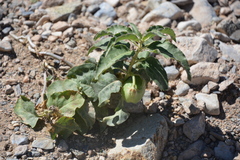 Asclepias nyctaginifolia