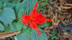 Salvia splendens