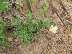 Salvia axillaris