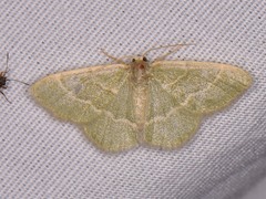 Chlorochlamys appellaria