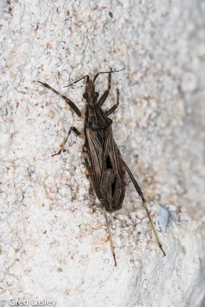 Diaditus pictipes