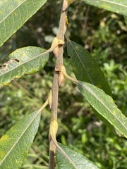Salix gmelinii