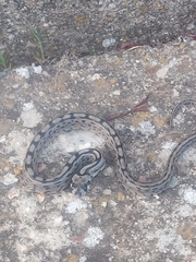Zamenis scalaris
