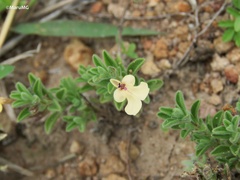Salvia axillaris