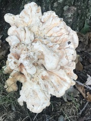 Laetiporus cincinnatus