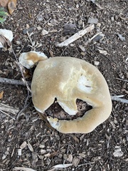 Pseudoinonotus