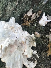 Laetiporus cincinnatus