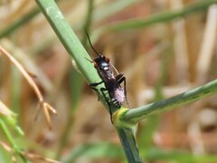 Eutanyacra