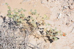 Sphaeralcea ambigua