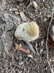 Pseudoinonotus