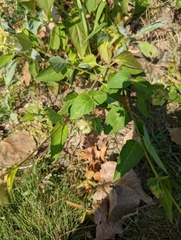 Mirabilis nyctaginea