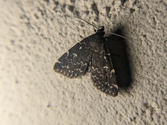Idia scobialis