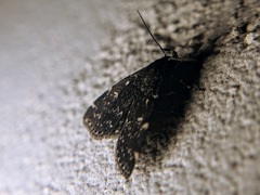 Idia scobialis