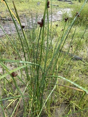 Schoenoplectus pungens