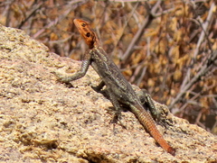 Agama planiceps