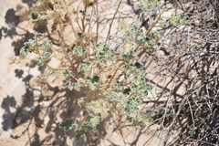 Sphaeralcea ambigua