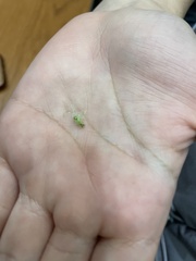 Chrysopa quadripunctata