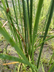 Schoenoplectus pungens