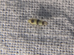 Empoa gillettei