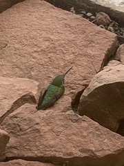 Selasphorus platycercus