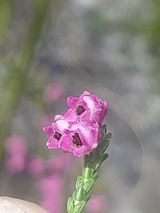 Erica fimbriata