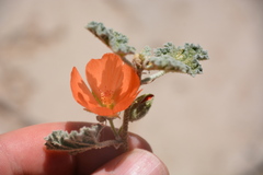 Sphaeralcea ambigua