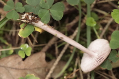 Mycena rosea