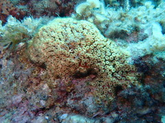 Cladocora caespitosa