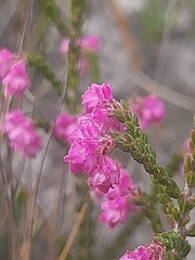 Erica fimbriata
