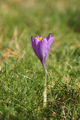 Crocus nudiflorus