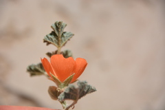 Sphaeralcea ambigua