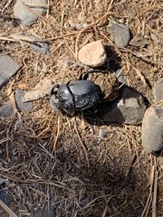 Scarabaeus semipunctatus