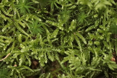Eurhynchium angustirete