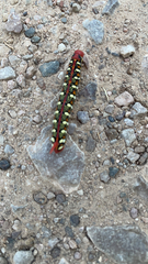 Hyles euphorbiae