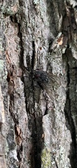 Calyptratae
