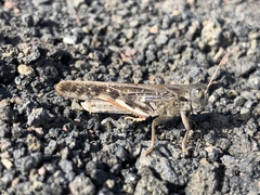 Locusta migratoria