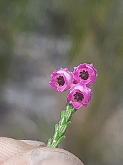 Erica fimbriata