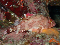 Scorpaena maderensis