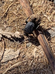 Scarabaeus semipunctatus