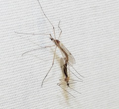 Teucholabis complexa