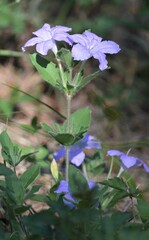 Ruellia caroliniensis