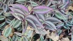 Tradescantia zebrina