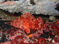 Scorpaena maderensis